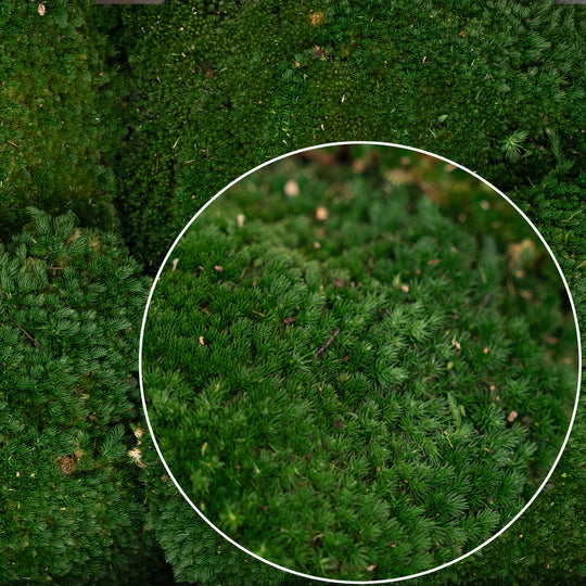 Muschi conservati bombati 185g cu acoperire 0.144mp. verde inchis RR1