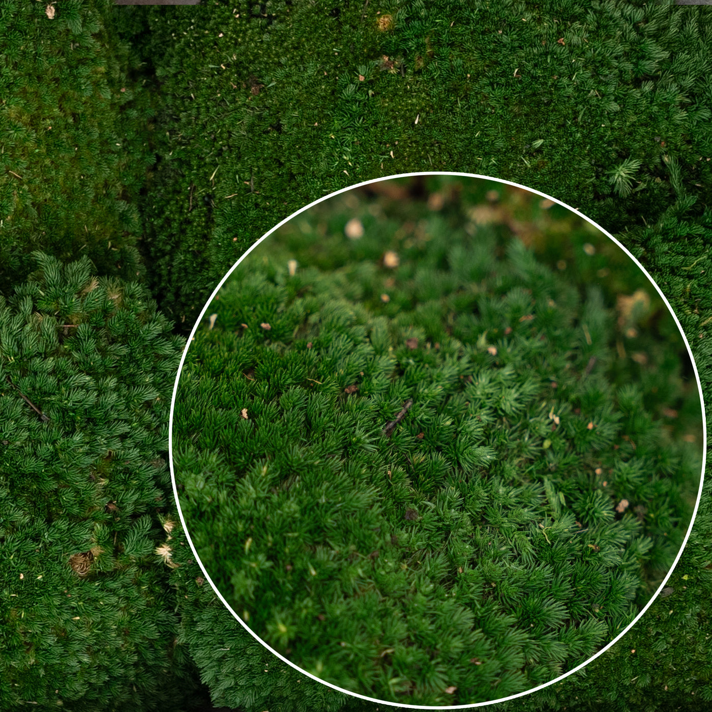 Muschi conservati bombati 185g cu acoperire 0.144mp. verde inchis RR1