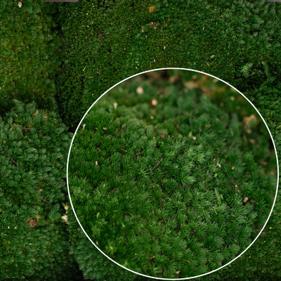 Muschi conservati bombati 185g cu acoperire 0.144mp. verde inchis RR1