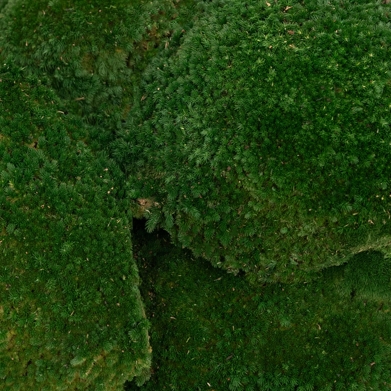Muschi conservati bombati 185g cu acoperire 0.144mp. verde inchis RR1