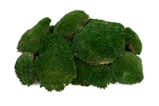 Muschi conservati bombati 185g cu acoperire 0.144mp. verde inchis RR1