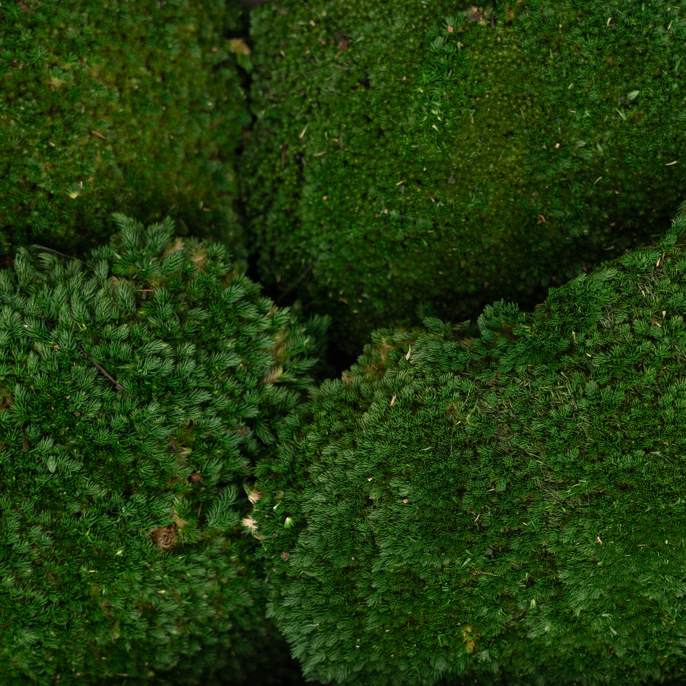 Muschi conservati bombati 185g cu acoperire 0.144mp. verde inchis RR1