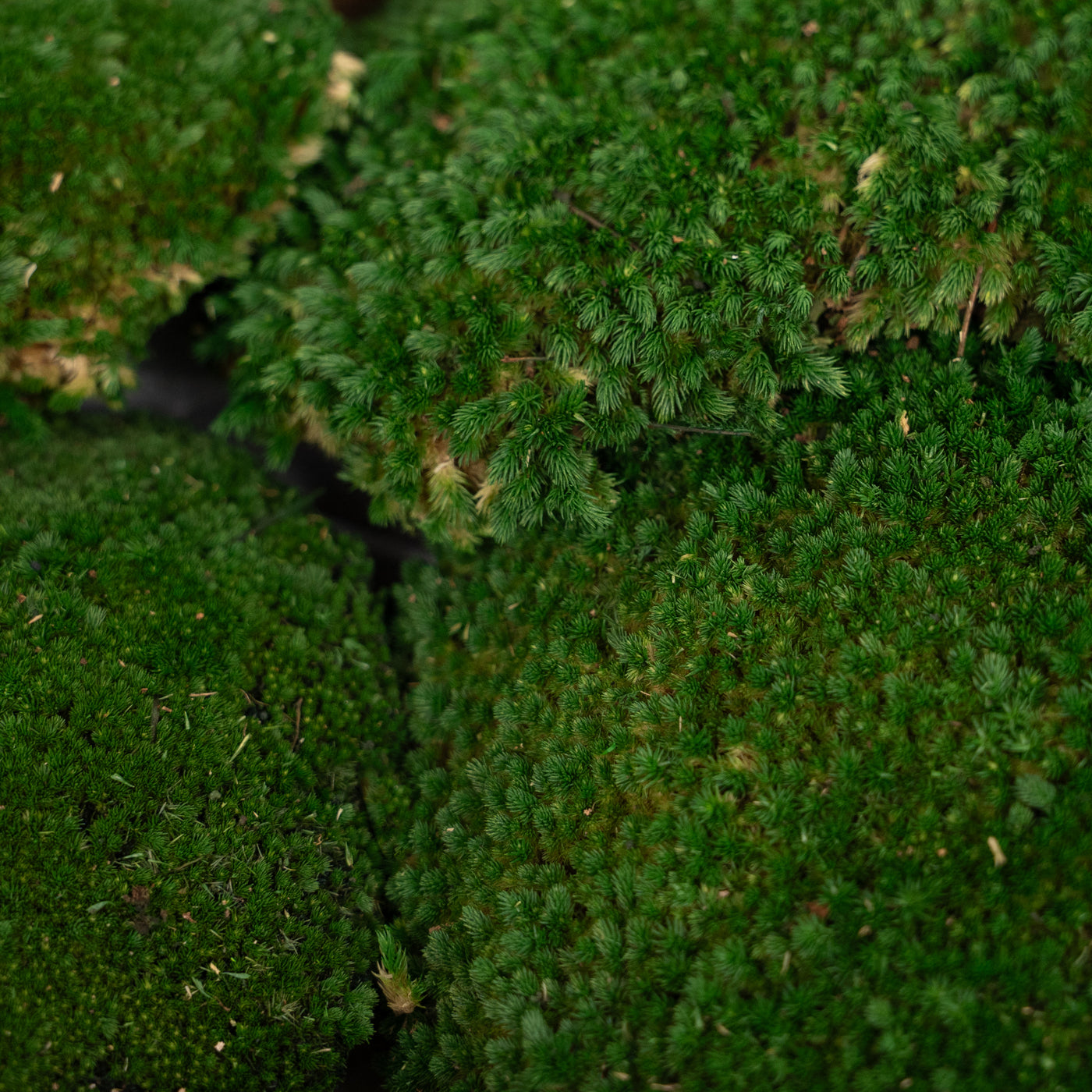 Muschi conservati bombati 185g cu acoperire 0.144mp. verde inchis RR1