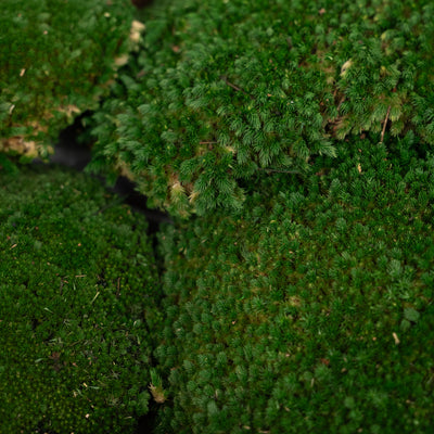 Muschi conservati bombati 185g cu acoperire 0.144mp. verde inchis RR1