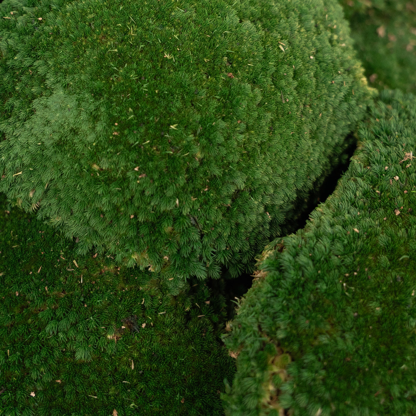 Muschi conservati bombati 185g cu acoperire 0.144mp. verde inchis RR1