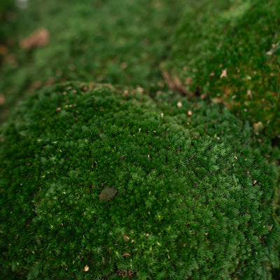 Muschi conservati bombati 185g cu acoperire 0.144mp. verde inchis RR1