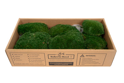 Muschi conservati bombati 185g cu acoperire 0.144mp. verde inchis RR1