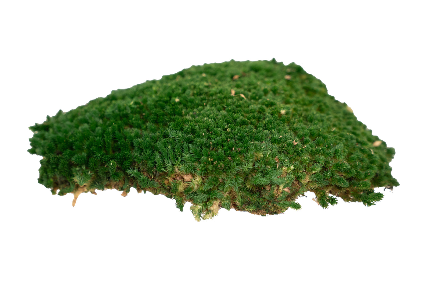 Muschi conservati bombati 185g cu acoperire 0.144mp. verde inchis RR1