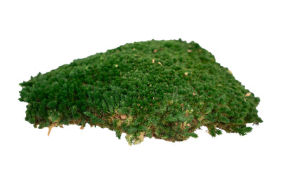 Muschi conservati bombati 185g cu acoperire 0.144mp. verde inchis RR1