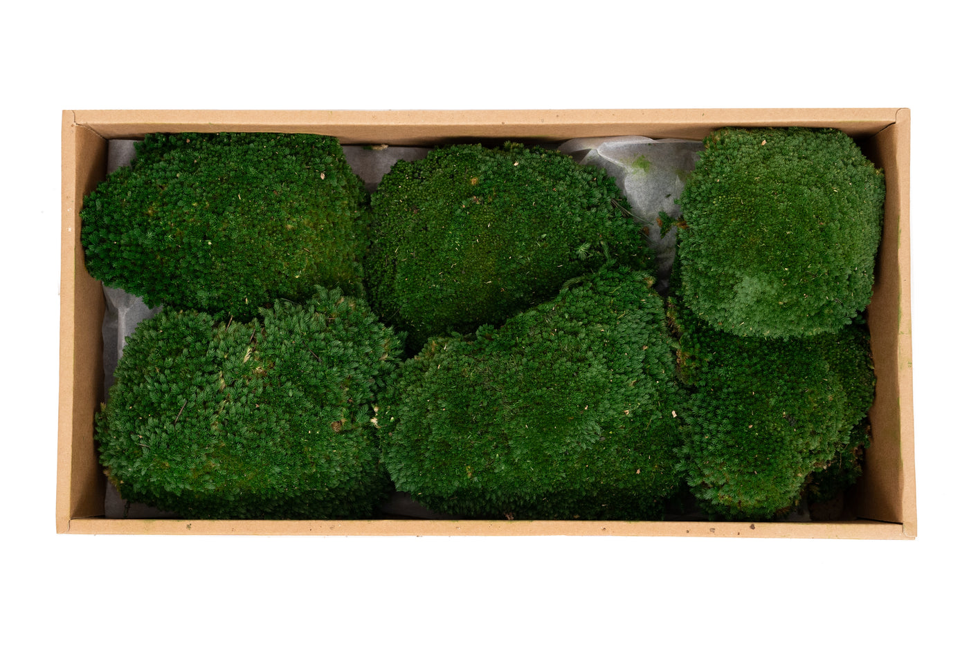 Muschi conservati bombati 185g cu acoperire 0.144mp. verde inchis RR1