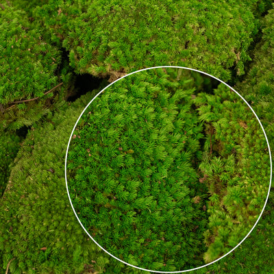 Muschi conservati bombati 185g cu acoperire 0.144mp. verde intens RR3