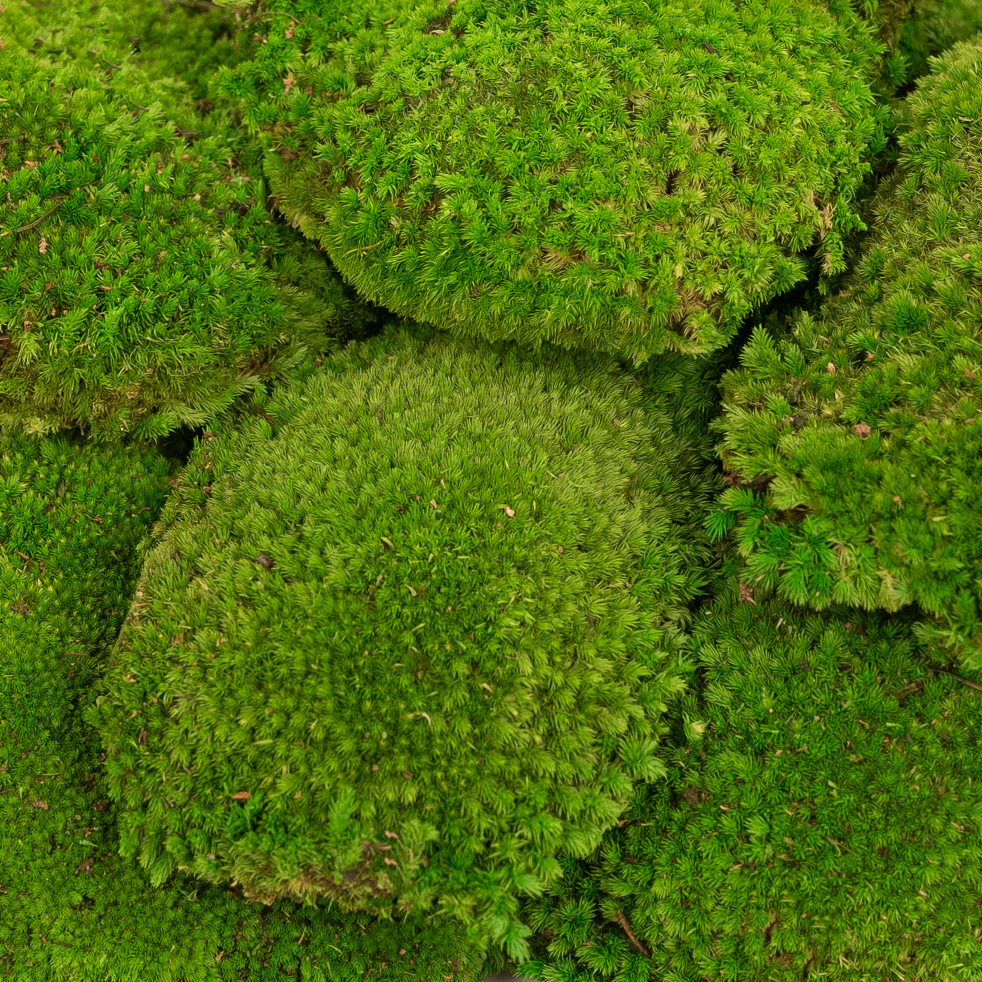 Muschi conservati bombati 185g cu acoperire 0.144mp. verde intens RR3