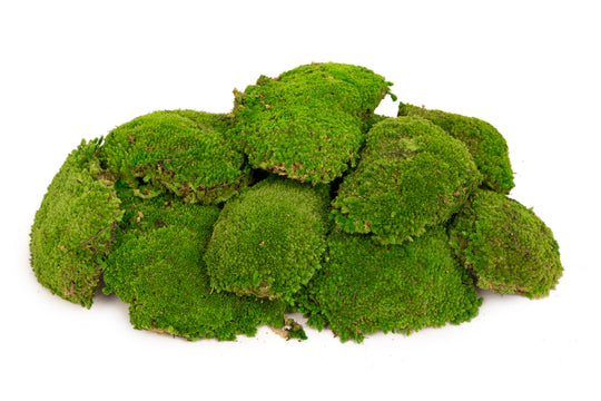Muschi conservati bombati 185g cu acoperire 0.144mp. verde intens RR3