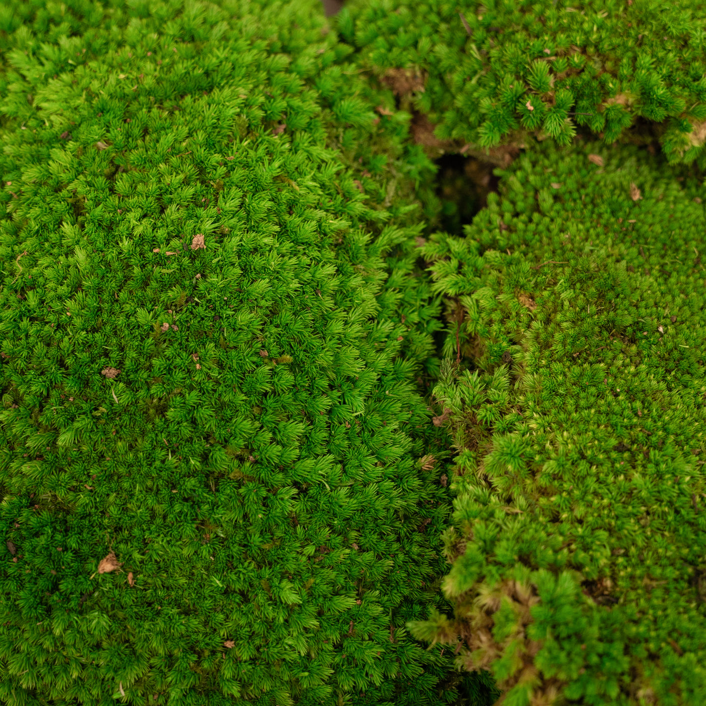 Muschi conservati bombati 185g cu acoperire 0.144mp. verde intens RR3