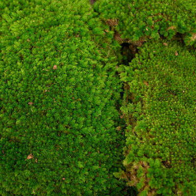 Muschi conservati bombati 185g cu acoperire 0.144mp. verde intens RR3