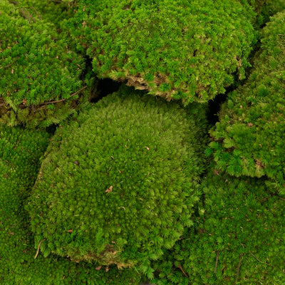 Muschi conservati bombati 185g cu acoperire 0.144mp. verde intens RR3