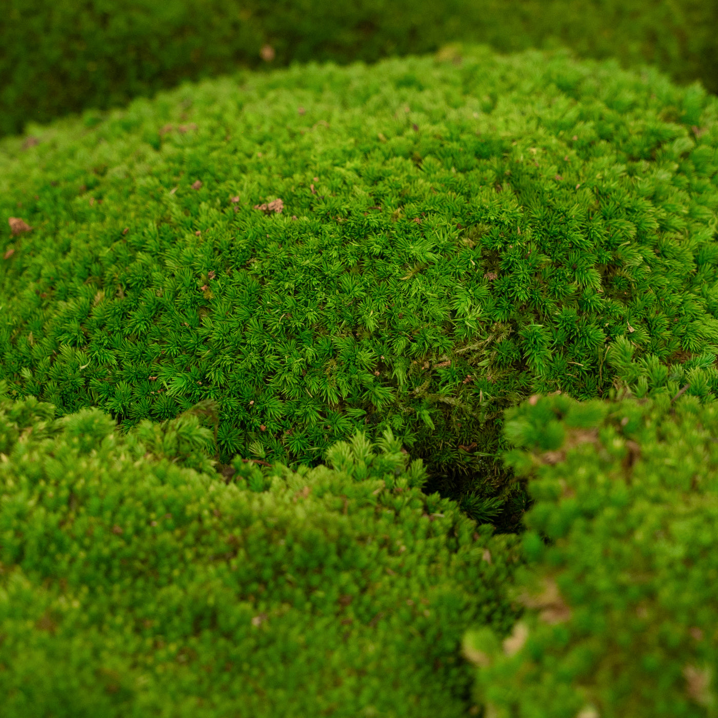 Muschi conservati bombati 185g cu acoperire 0.144mp. verde intens RR3