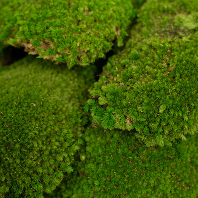 Muschi conservati bombati 185g cu acoperire 0.144mp. verde intens RR3