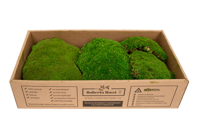 Muschi conservati bombati 185g cu acoperire 0.144mp. verde intens RR3