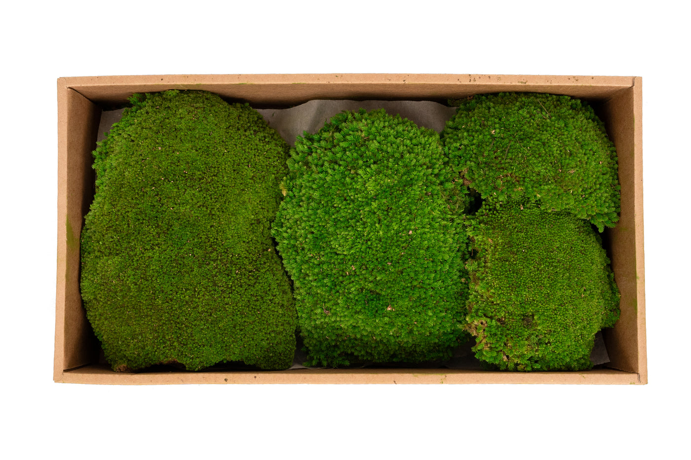 Muschi conservati bombati 185g cu acoperire 0.144mp. verde intens RR3