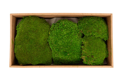 Muschi conservati bombati 185g cu acoperire 0.144mp. verde intens RR3