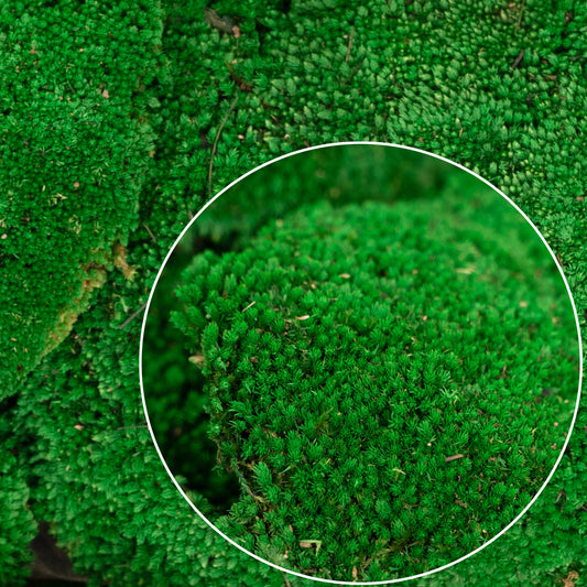 Muschi conservati bombati 185g cu acoperire 0.144mp. verde smarald RR2