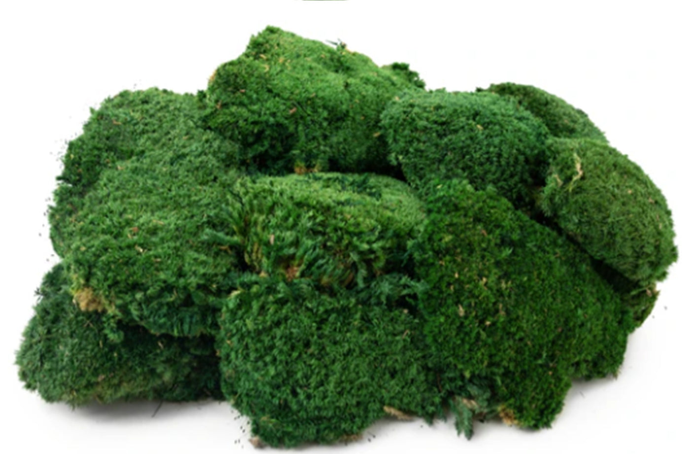 Muschi conservati bombati 185g cu acoperire 0.144mp. verde smarald RR2