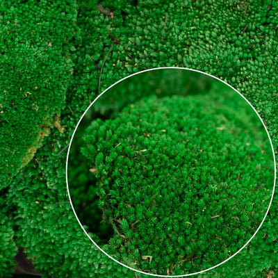 Muschi conservati bombati 185g cu acoperire 0.144mp. verde smarald RR2