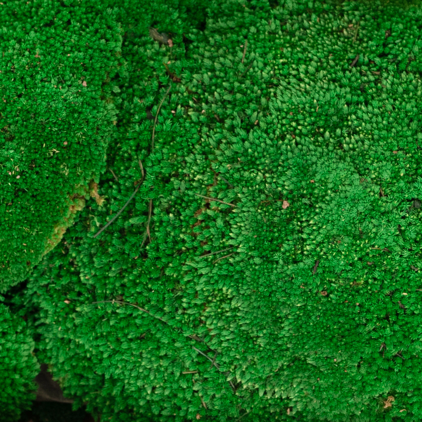 Muschi conservati bombati 185g cu acoperire 0.144mp. verde smarald RR2