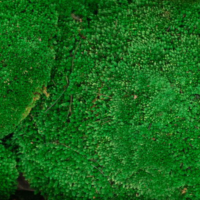 Muschi conservati bombati 185g cu acoperire 0.144mp. verde smarald RR2