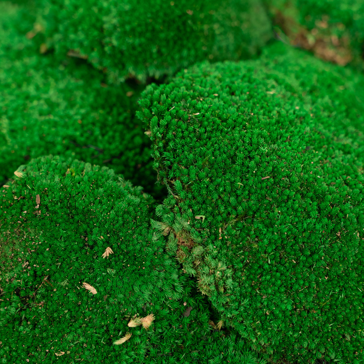 Muschi conservati bombati 185g cu acoperire 0.144mp. verde smarald RR2