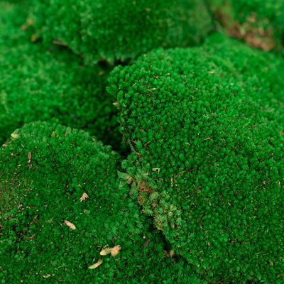 Muschi conservati bombati 185g cu acoperire 0.144mp. verde smarald RR2