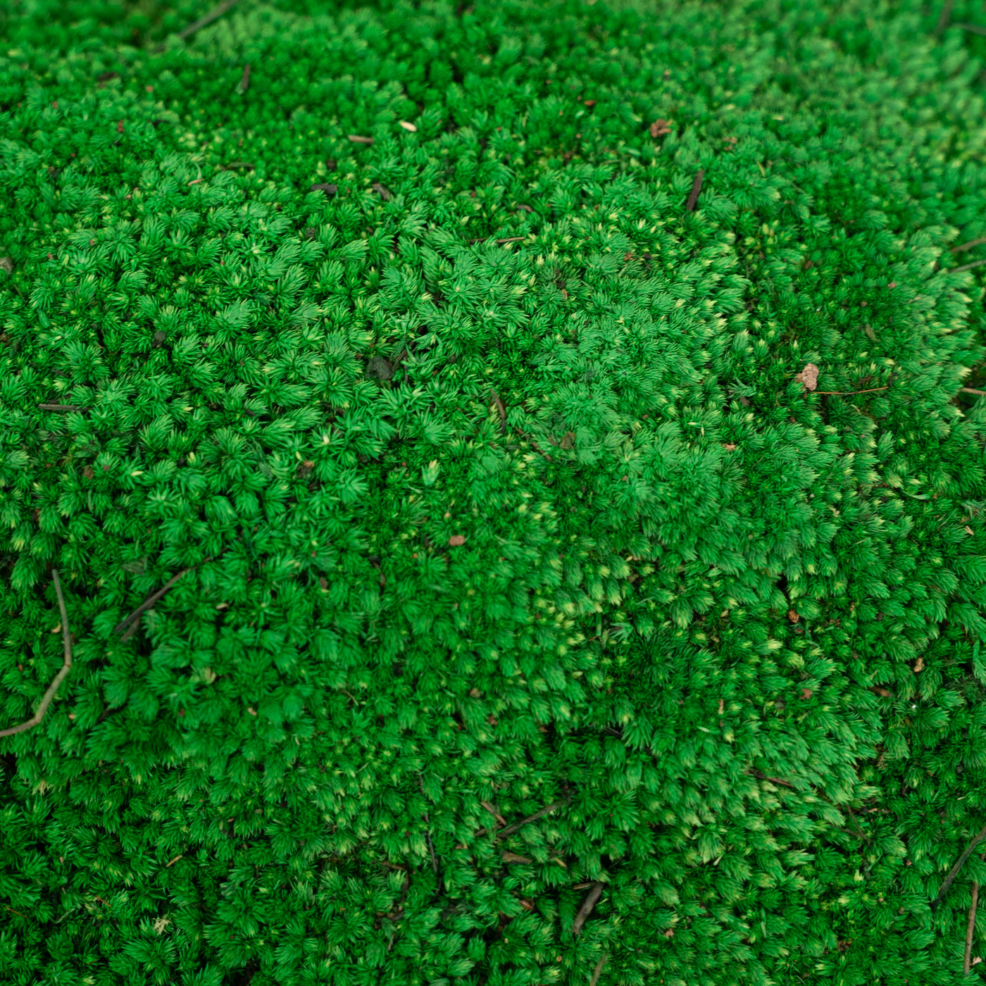 Muschi conservati bombati 185g cu acoperire 0.144mp. verde smarald RR2