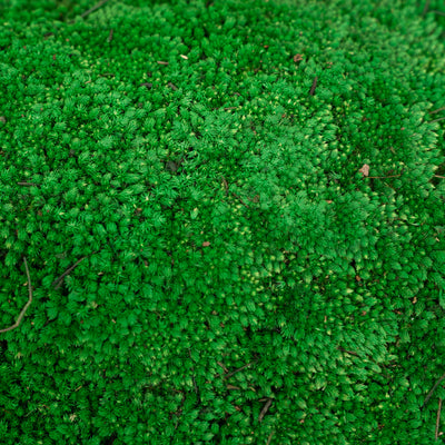 Muschi conservati bombati 185g cu acoperire 0.144mp. verde smarald RR2