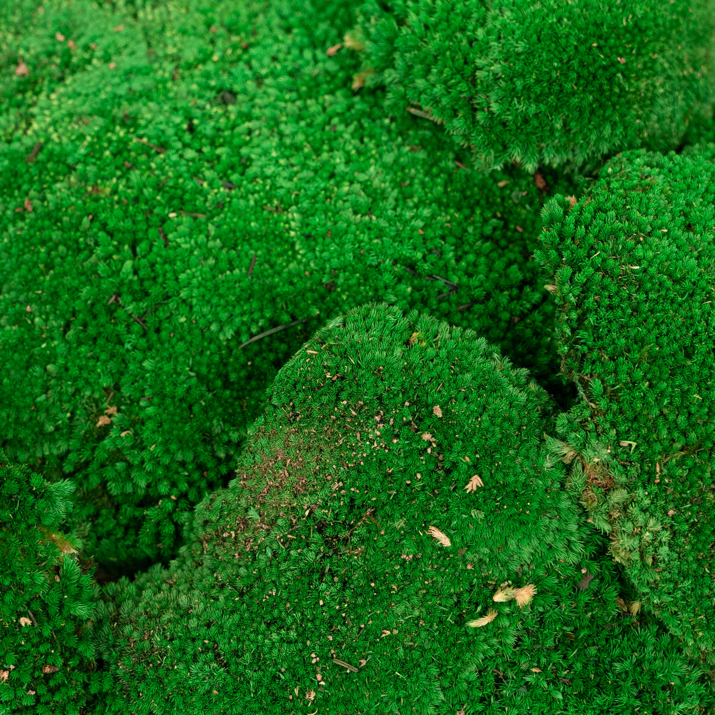 Muschi conservati bombati 185g cu acoperire 0.144mp. verde smarald RR2