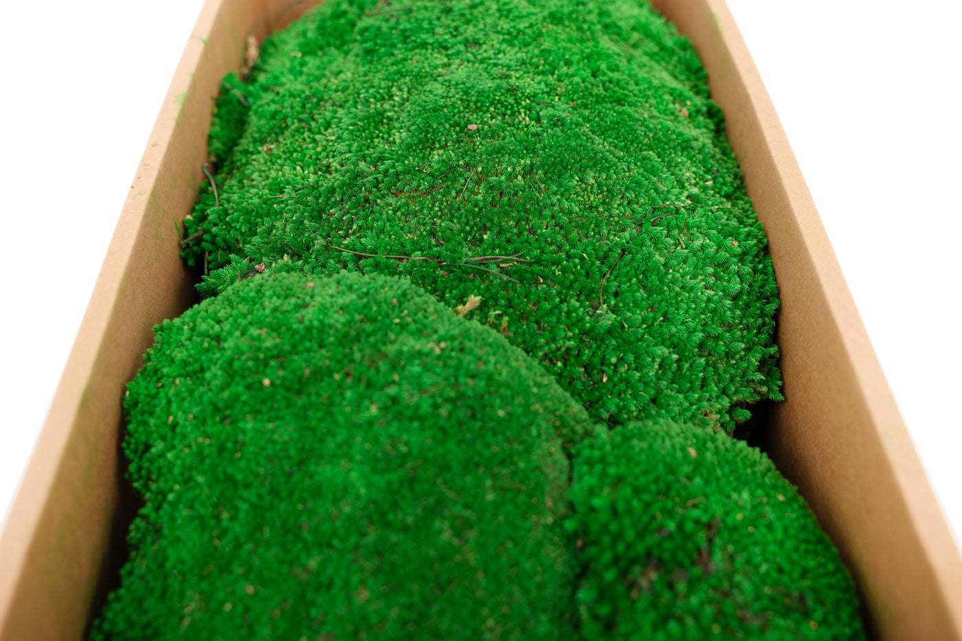 Muschi conservati bombati 185g cu acoperire 0.144mp. verde smarald RR2