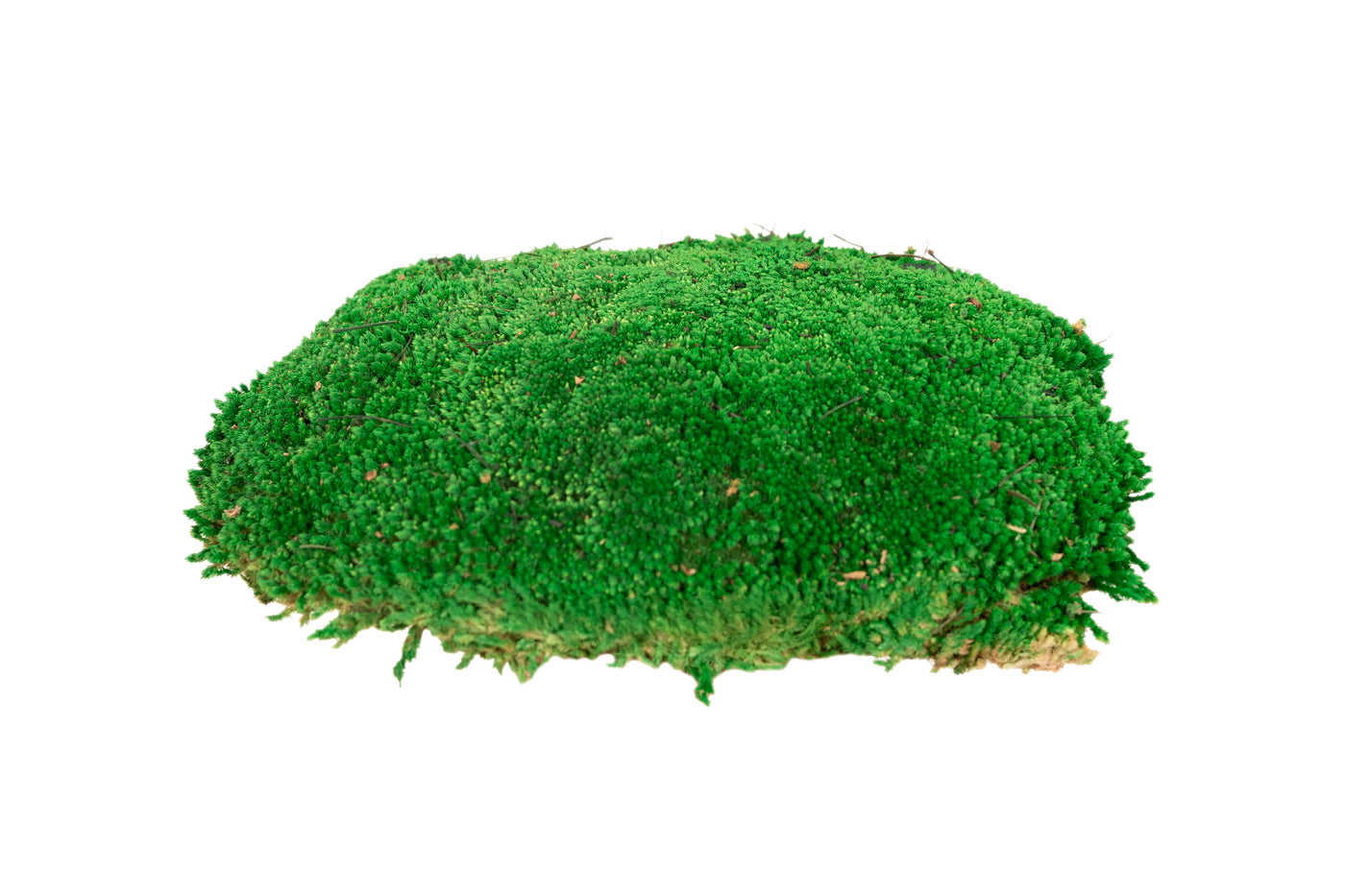 Muschi conservati bombati 185g cu acoperire 0.144mp. verde smarald RR2