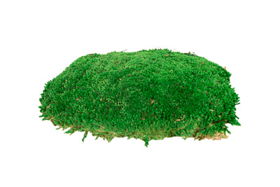 Muschi conservati bombati 185g cu acoperire 0.144mp. verde smarald RR2