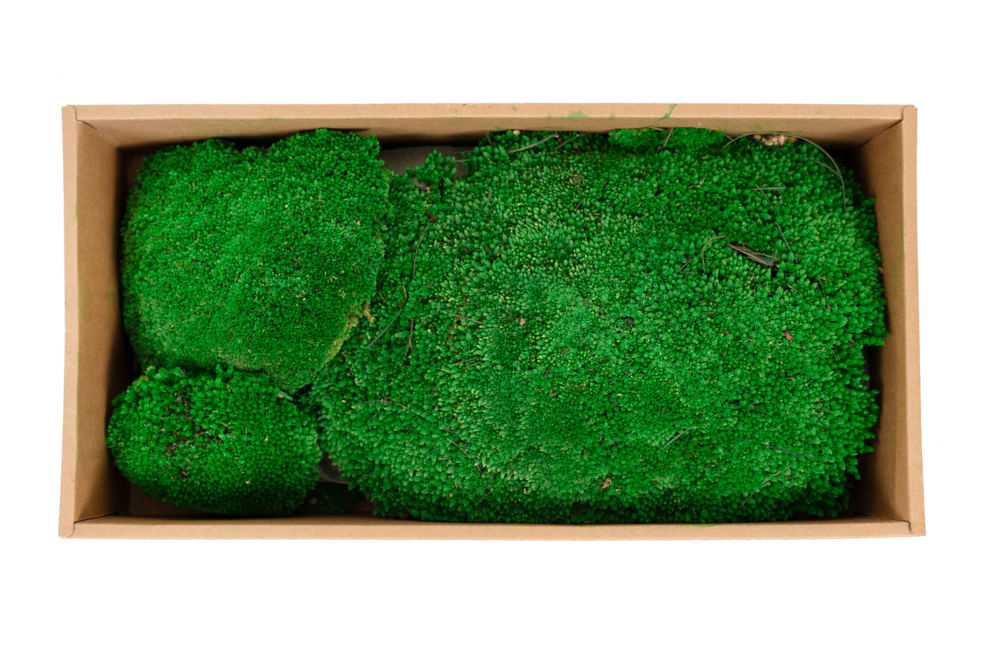 Muschi conservati bombati 185g cu acoperire 0.144mp. verde smarald RR2