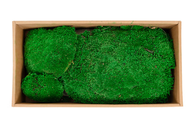 Muschi conservati bombati 185g cu acoperire 0.144mp. verde smarald RR2
