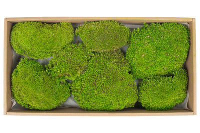 Muschi conservati bombati 210g. verde deschis RR4