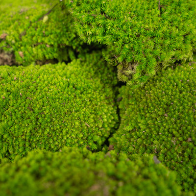 Muschi conservati bombati 210g. verde deschis RR4
