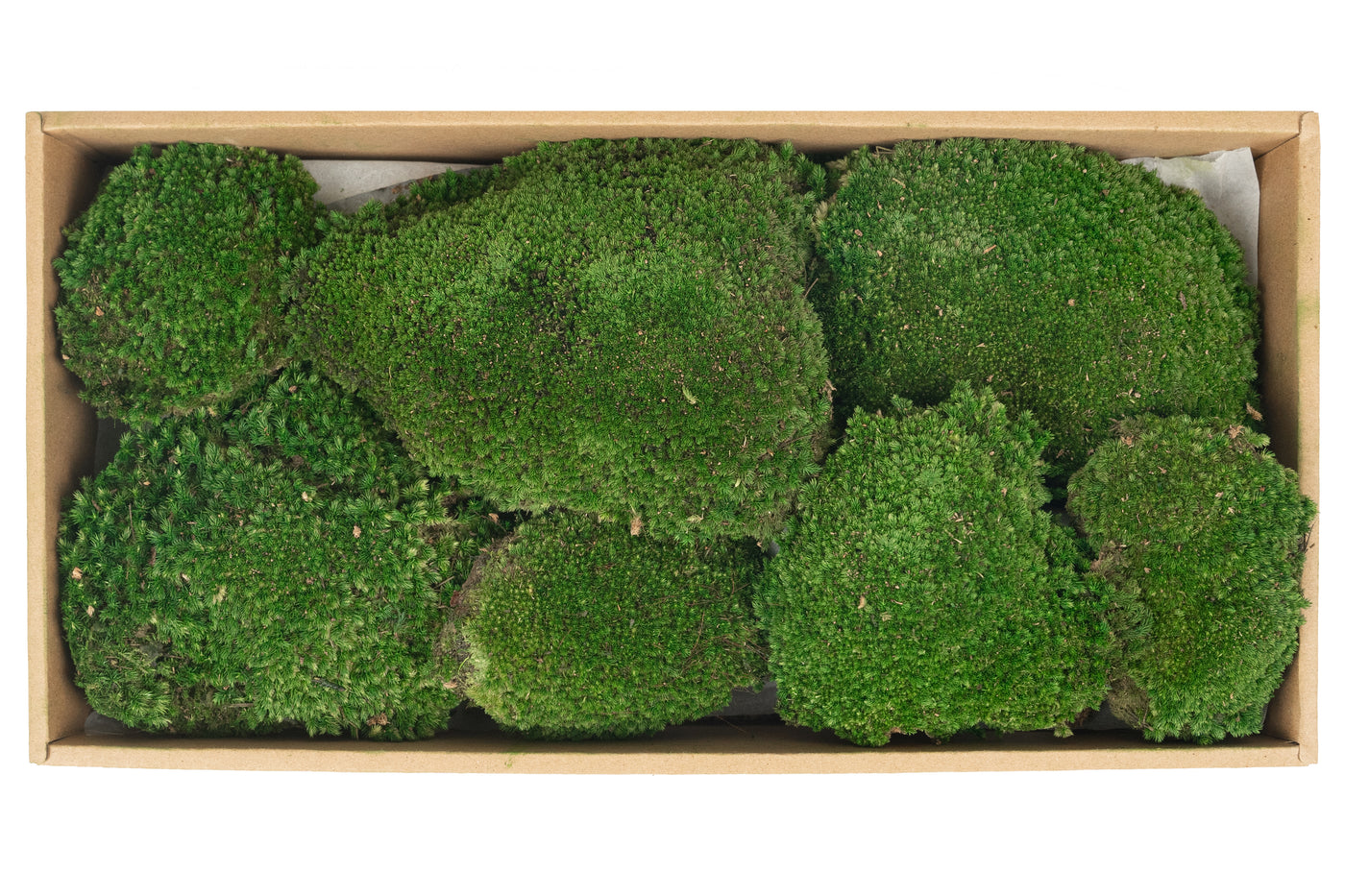 Muschi conservati bombati 210g. verde inchis RR1