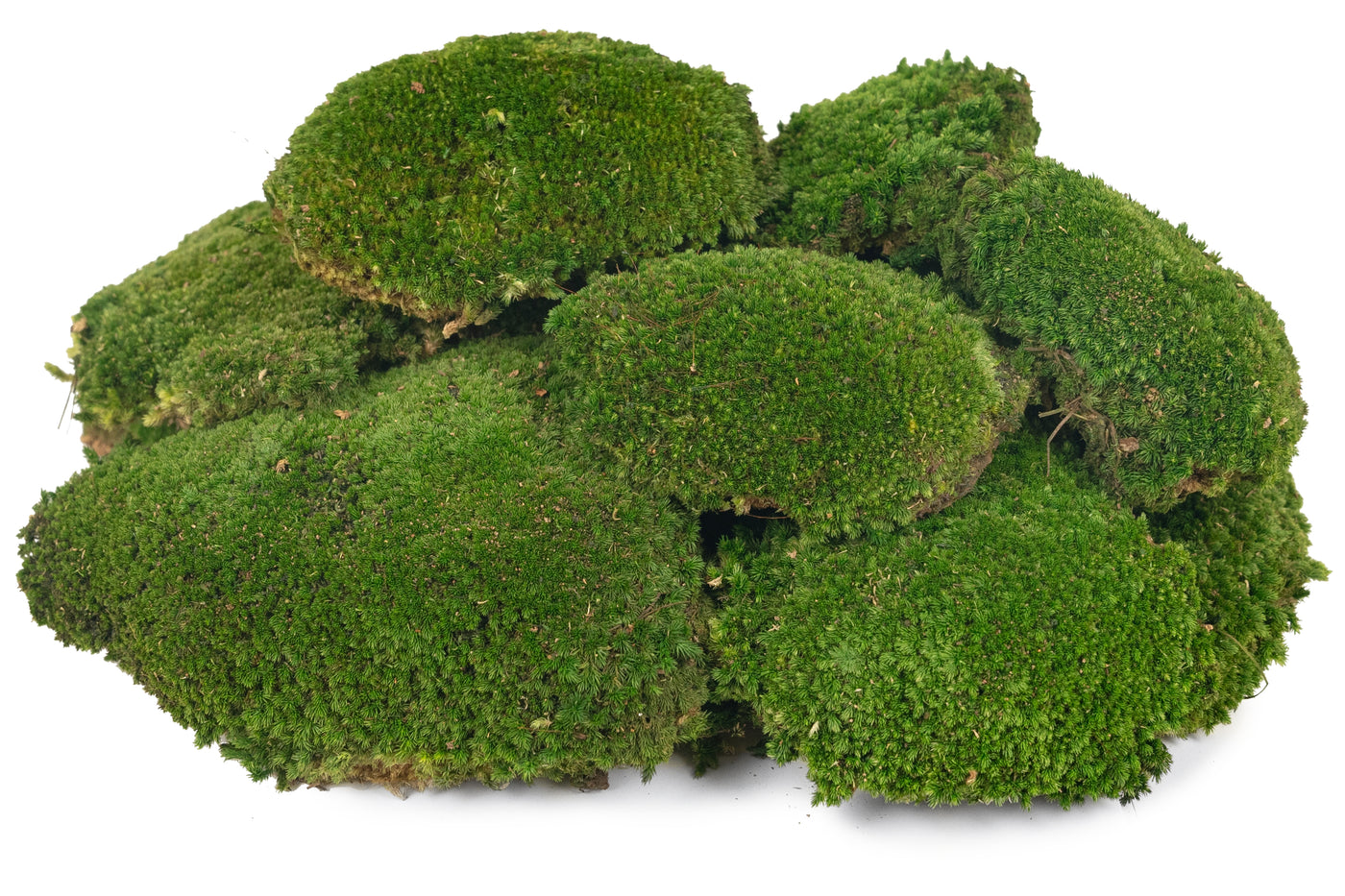 Muschi conservati bombati 210g. verde inchis RR1