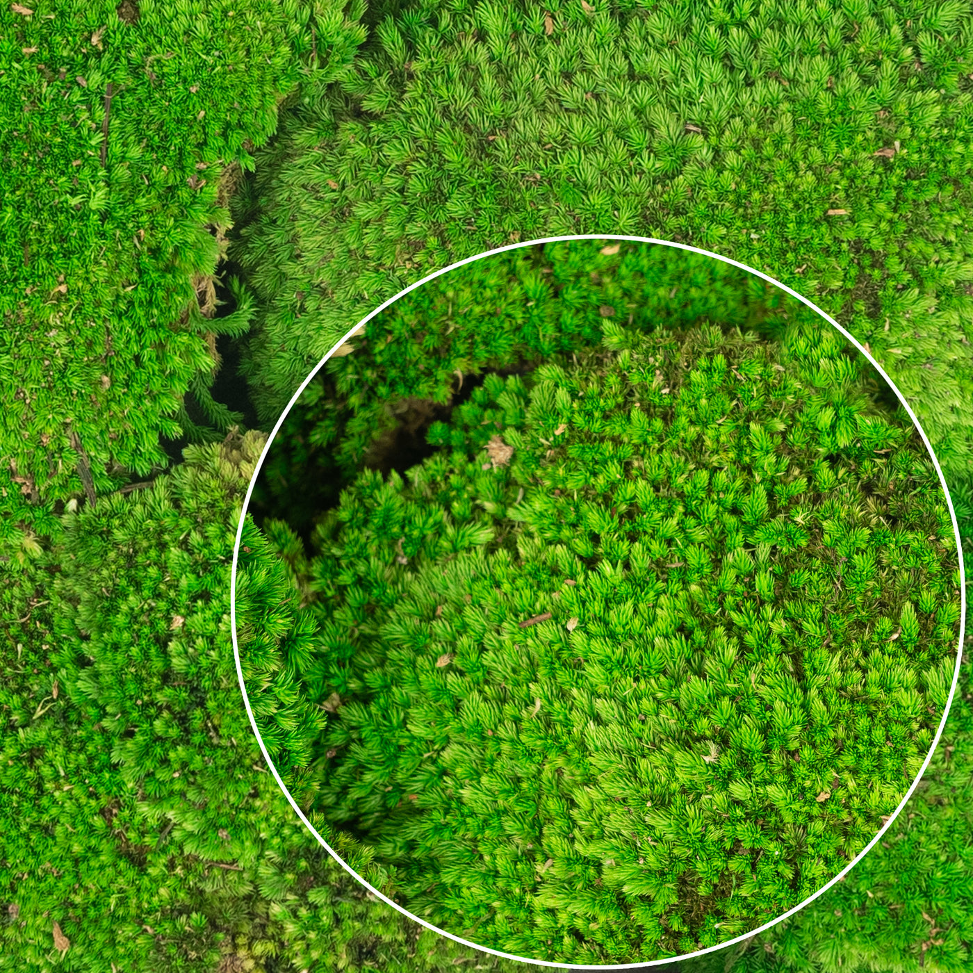 Muschi conservati bombati 210g. verde intens RR3