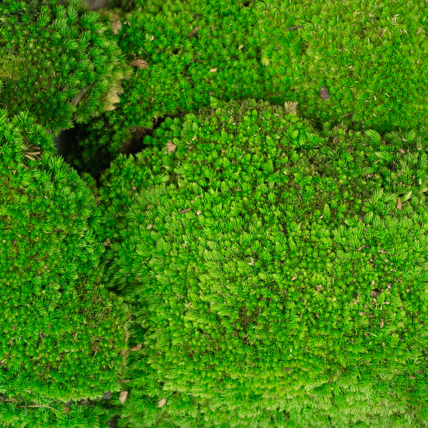 Muschi conservati bombati 210g. verde intens RR3