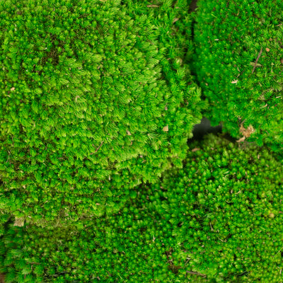 Muschi conservati bombati 210g. verde intens RR3