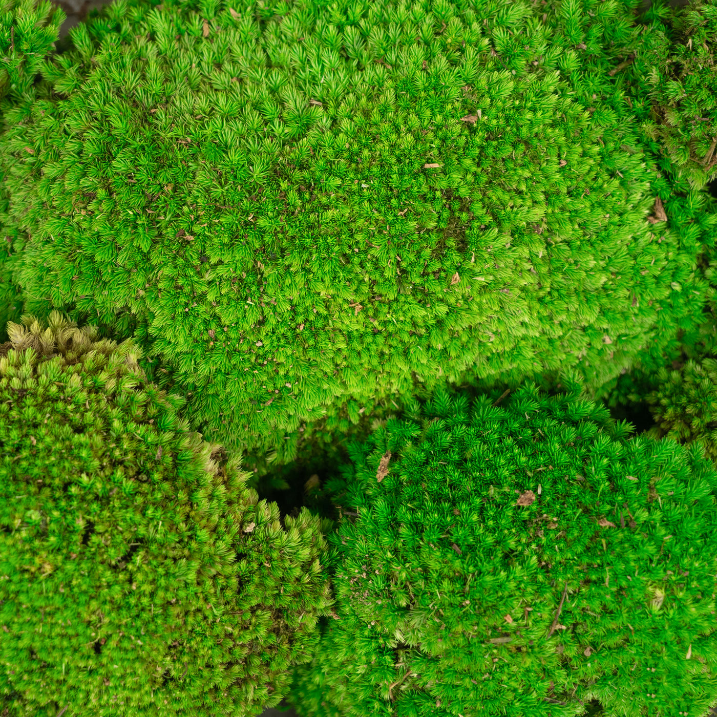 Muschi conservati bombati 210g. verde intens RR3