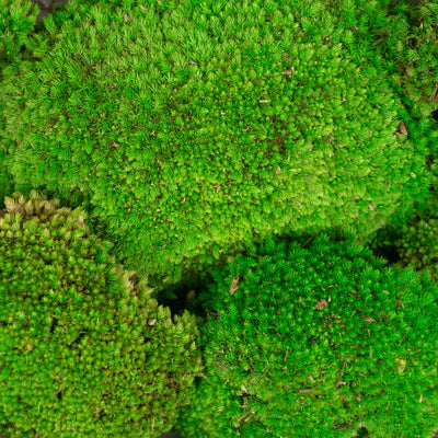 Muschi conservati bombati 210g. verde intens RR3