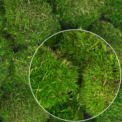 Muschi conservati bombati mini 117g. verde intens RR3